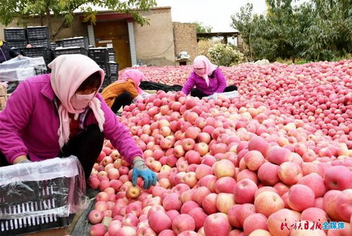 2万多亩 3500万公斤 苹果飘香助农增收