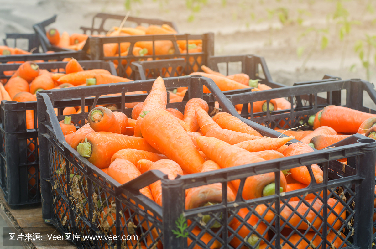 新鲜收获的胡萝卜装在盒子里准备出售。在农场种植环保产品。农业和农业。季节性工作。有机蔬菜。乌克兰,赫尔松地区。有选择性的重点