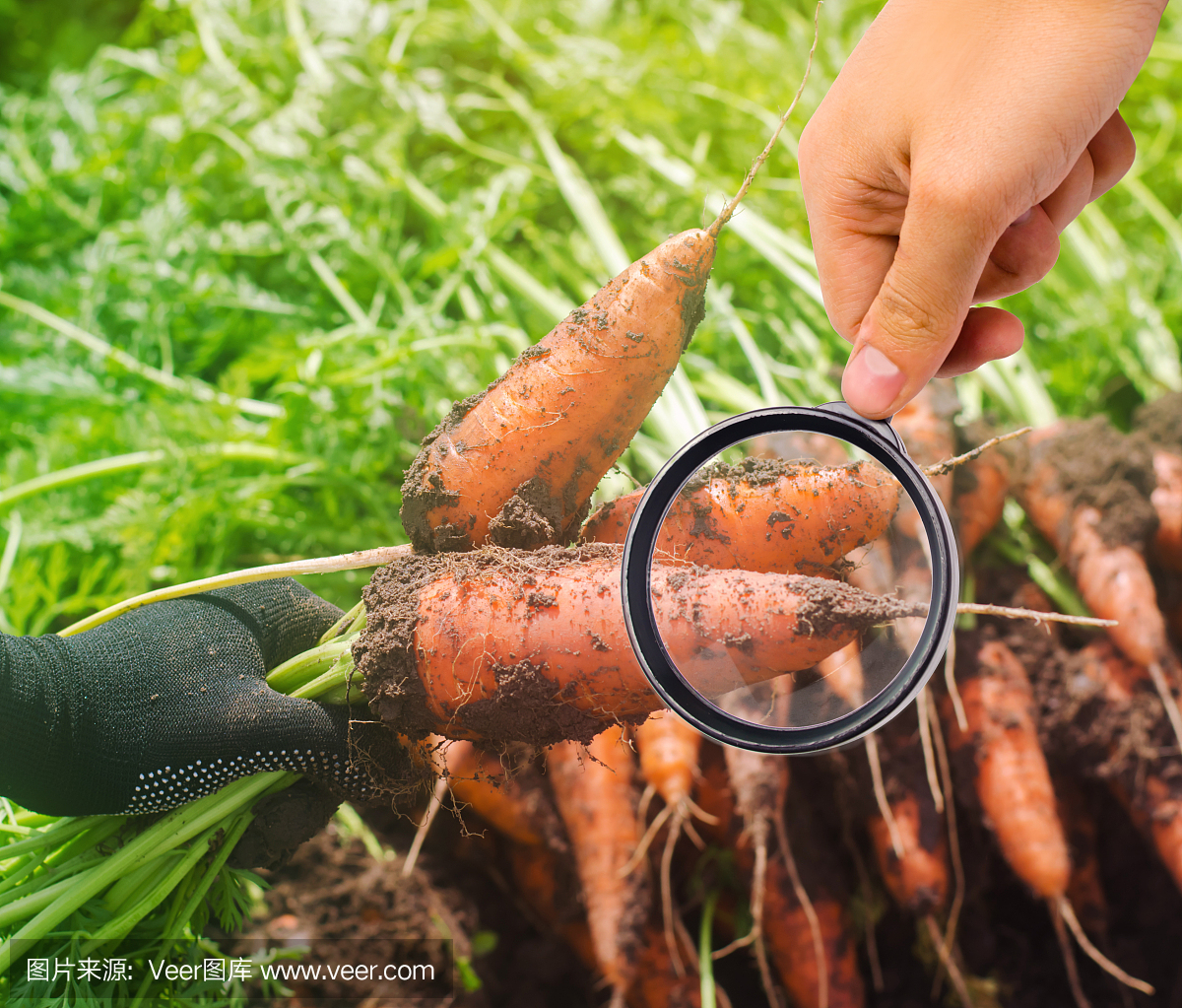 食品科学家检查胡萝卜中是否含有化学物质和杀虫剂。种植有机蔬菜。环保产品。果树栽培。农业和农业。转基因生物测试。研究土壤和作物的质量。